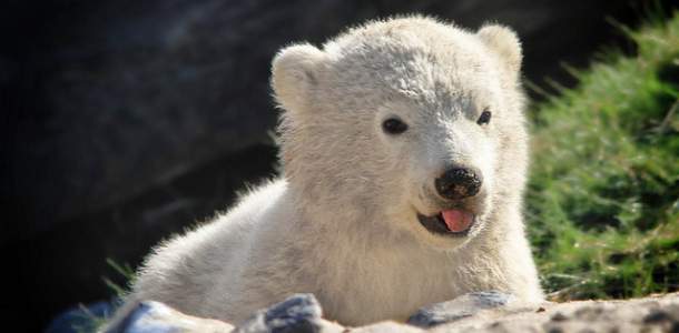 Jääkarhunpoikanen näyttää kieltä