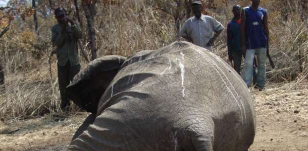 Kuollut norsu savannilla