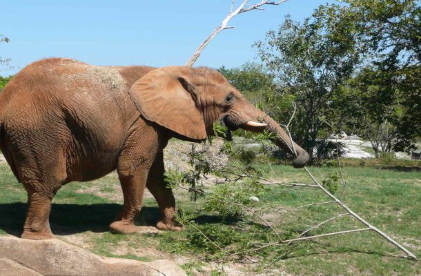 Elefantti yllätti turistit Zimbabwessa