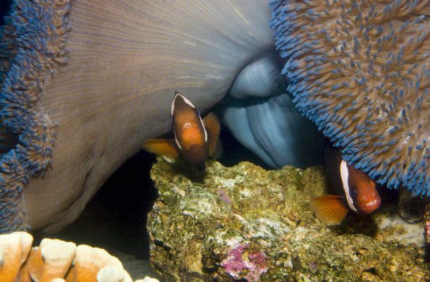 Maailman vanhin kalapariskunta Helsingin Sea Lifessa