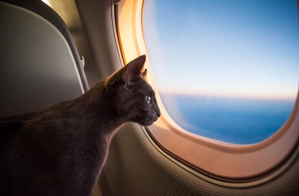 Kissa katsoo lentokoneen ikkunasta